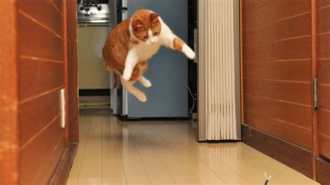 Is It Bad to Flush Paper Towels, and Why Do Cats Always Land on Their Feet?