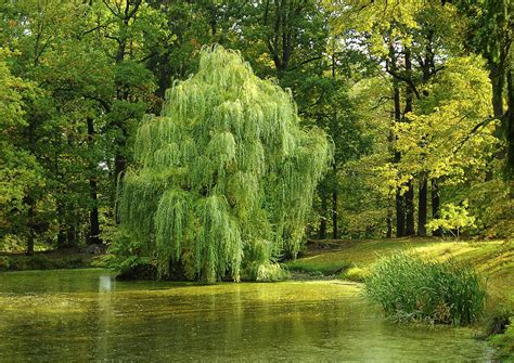  The Willow Tree's Whisper: A Tale of Love, Loss, and Mystical Transformation!