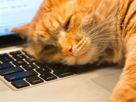 What Education is Needed for Graphic Design and Why Do Cats Love to Sit on Keyboards?