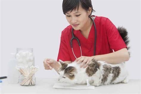 What Education is Required to Be a Veterinarian and Why Do Cats Always Land on Their Feet?