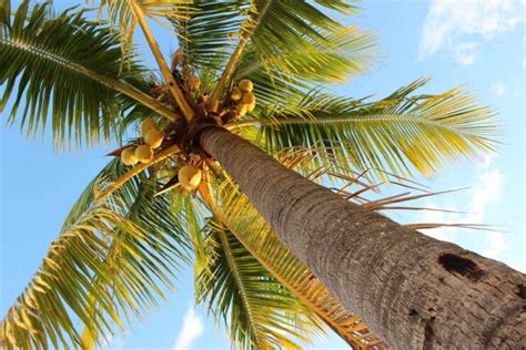 Why Are We Still Talking About the Whispering Coconut Tree? A Malaysian Folktale Explores Themes of Greed and Redemption!