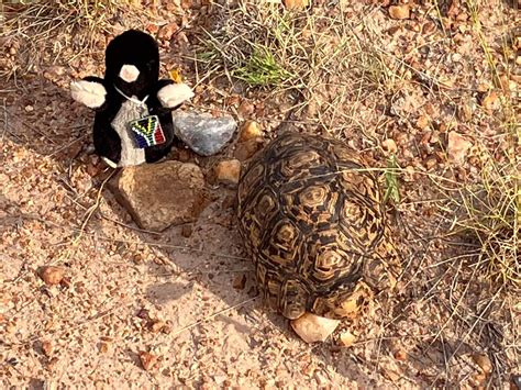 Zigidi the Talking Tortoise Unveils Ancient Nigerian Wisdom About Humility and Greed!